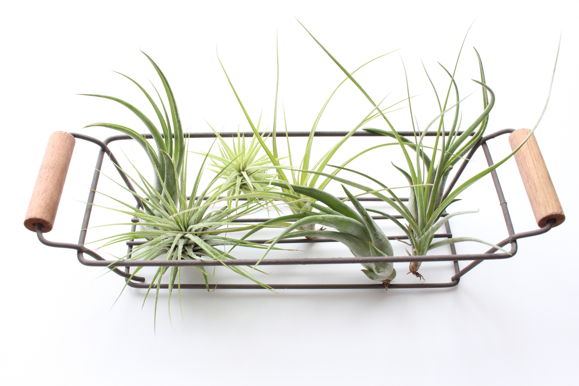 エアプランツ　種類や育て方を参考にしたいサイト『みんなの趣味の園芸』